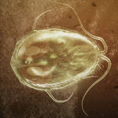 Giardia lamblia chinchilla protozoa parasite pathogen